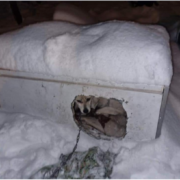 interwencja Pet Patrol w Żorach