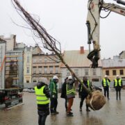 Drzewa Plac WP 2022 11 18 nr 10