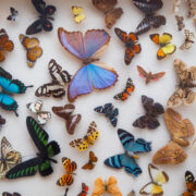 Dzień Wymiany Owadów i Targi Entomologiczne