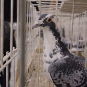 Międzynarodowe Targi Gołębi Pocztowych EXPO Gołębie w Katowicach 7