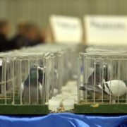 Międzynarodowe Targi Gołębi Pocztowych EXPO Gołębie w Katowicach 2023 6