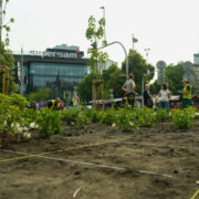 Nowe rośliny na Stawowej fot 2