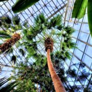 Palma Corypha umbraculifera