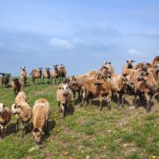 UM Kamerunki PSZOK fot D Nita Garbiec 057 0