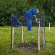 W Katowicach sadzą drzewa tlenowe 03