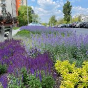 Zielony Budżet miasta Katowice