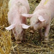 Ogniska afrykańskiego pomoru świń