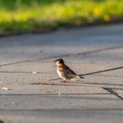 czy wiesz co zrobić z pisklakiem lub podlotem