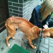 zbiórka na leczenie psa