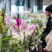 Dni orchidei sosnowiec