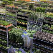 Festiwal roslin katowice