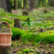 Forest gb8e2afa9f 1920