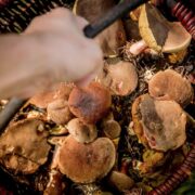 Gdzie na grzyby slask 2024