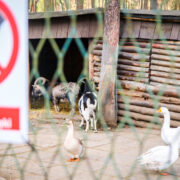 Kamery w mini zoo w sosnowcu