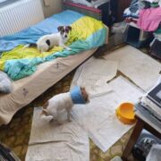 Kobieta miala 45 psow