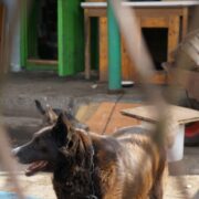 Kontrole ogródków w świętochłowicach