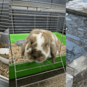 Kroliki z rybnika do adopcji