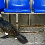 kormoran w Tychach