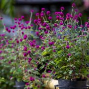 Najpiekniejszy katowicki balkon 2024