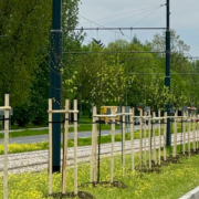 Nasadzenia w dabrowie gorniczej