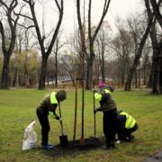 Nasadzenia w katowicach