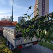 Nasadzenia rejon wschod 5 1067x800