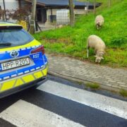 Owce w raciborzu