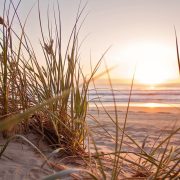 Pexels nathan cowley 1300510