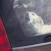 Pies zamkniety w samochodzie