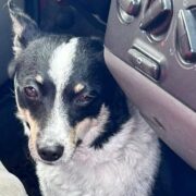 Pies zostawiony w samochodzie