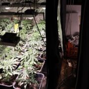 Plantacja konopi w dabrowie gorniczej