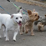 Podatek od nieruchomosci 2025 ruda slaska