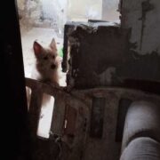 Porzucone psy w swietochlowicach