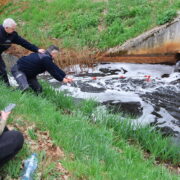 Potok stawowy w bieruniu
