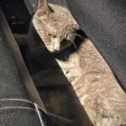 Potracenie zwierzecia