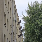 Proba samobojcza gliwice