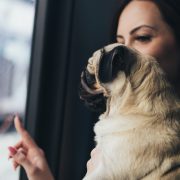 Przewóz psa koleje slaskie