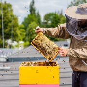 Pszczoly Brynow fot Radoslaw Kazmierczak