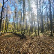 Rezerwat przyrody w kochanowicach