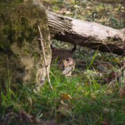 Rysica euroazjatycka