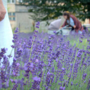 Sadzenie lawendy w katowicach