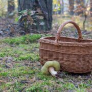 Seniorka zgubila sie w lesie