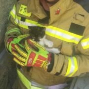 Strazacy uwolnili kotka