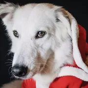 Swieteczne drzewko wspomnien