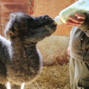 Wielbład w chorzowskim zoo