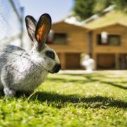 Wielkanoc poza domem