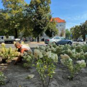 Zazielenianie gliwic