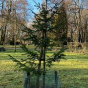 Zbiorka choinek bytom