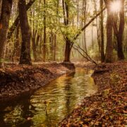 Zielone projekty w parku slaskim