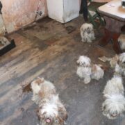 Znecanie sie nad psami